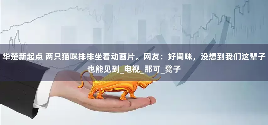 华楚新起点 两只猫咪排排坐看动画片。网友:好闺咪,没想到我们这辈子也能见到_电视_那可_凳子
